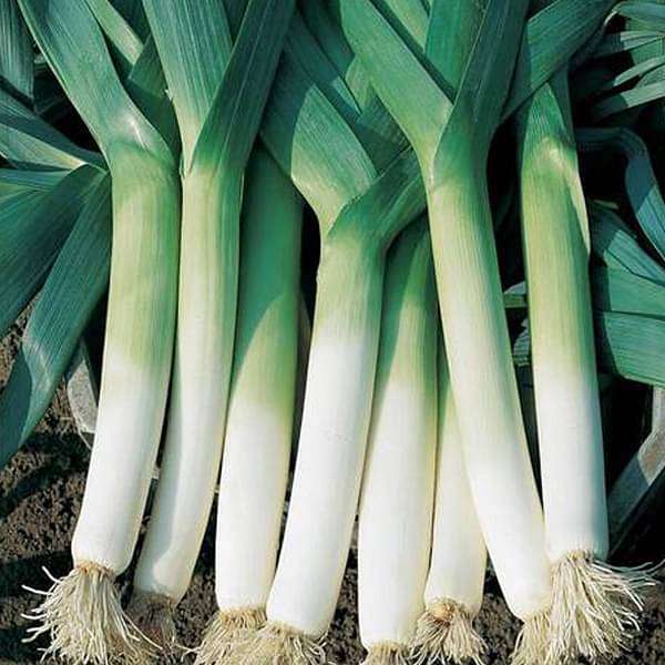 Leek Bunching Vegetable Seeds